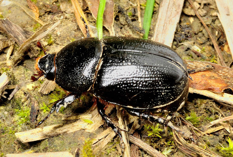 Pentodon bidens punctatus, Dynastidae